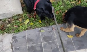 Street Dog Runs to Say Hello