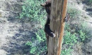 Rescuing a Bear Stuck on a Power Pole