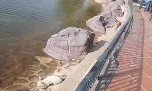 Helping Cat's Catch Fish