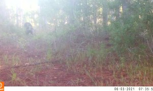 Bear and Coyote Hanging out Together in the Woods