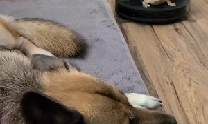 Doggy Watches on as Bearded Dragon Goes for a Ride