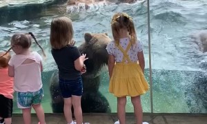 Kids Enjoy Amazing View of Bears Playing in the Pool