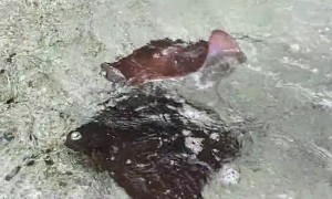 Excited Stingray Waves Hello