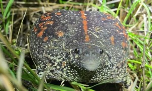 Rare Mexican Burrowing Toad Croaks Away