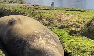 Southern Elephant Seal Snores on Sunny Day