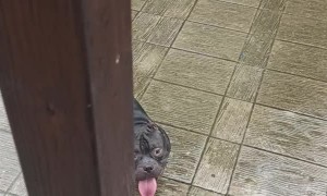 Belly Rubs from Rain Drops