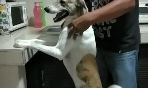 Happy Dog Gets Wholehearted Massage