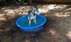 Husky Puppy Has The Time Of His Life Playing In Baby Pool
