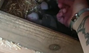 Ferret Introduces Her Human to Her Babies