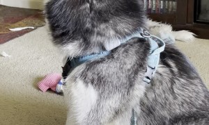 Cute Huskey Puts on Concert