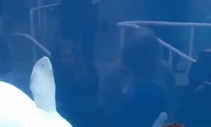 Beluga Whale Shows Excitement over Stuffed Friend