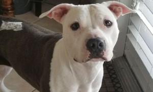 Pup Told Not To Jump In Pool, Decides To Jump In Immediately