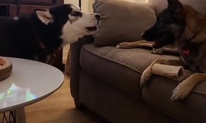 Doggy Disagrees With Sharing Toy