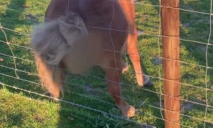 Shetland Pony Twerks on Fence