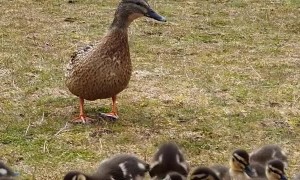 Wild Ducks Respond to Whistle