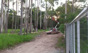 Car Still Runs After Being Smashed by a Tree