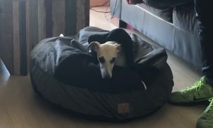 Doggo Curls up in Bed With Built-in Blanket