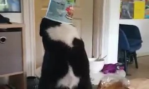 Kitty Gets More Ice Cream than It Bargained For