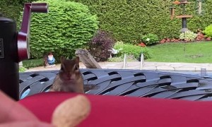 Helping Chipmunk Fill Her Cheeks