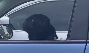 Grumpy Pug Wakes from Car Nap