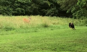 Wild Deer and Doggy Play Friendly Game of Tag