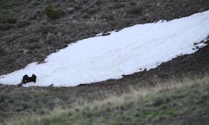 Grizzly Mom and Two Cubs Enjoy Playtime