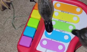 Ducklings Playing with Toy Piano in Quack Minor