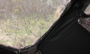 Close Encounter with Curious Black Bear