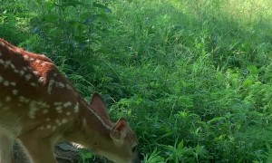 Barnyard Buddies Play under Tree