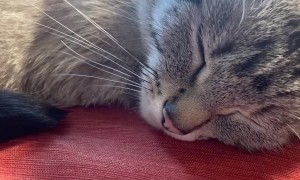 Kitty Reacts to Cough