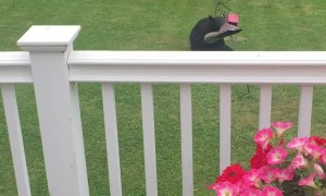 Connecticut Bear Dines at Bird Feeder