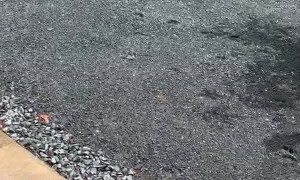 Deer Fawn Finds Itself in Cagey Situation