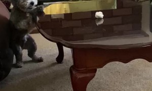 Doggy Pounces Onto Table for Paper Ball