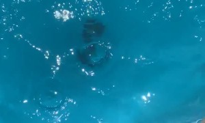 Diving Doggie Retrieves Her Toy