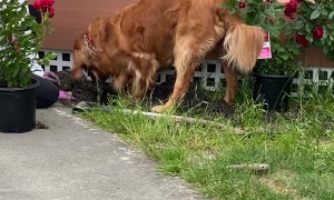 Golden Retriever Helps Dig Rose Garden