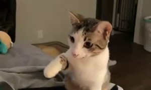 Cautious Kitty Yeets Itself away from Massager