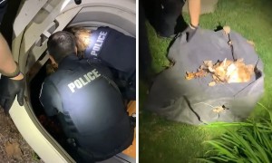 Police lift fallen fawn from window well