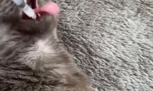 Cat Eagerly Takes Its Medicine