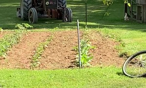 Rooster Bonked by Bucket