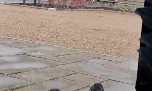 Two Crows Battling a Glass Door