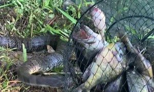 Snake Trying to Steal Fisherman's Catch
