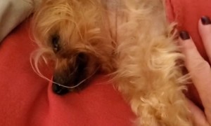 Sleepy Dog Struggles with Mornings