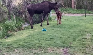 Momma Moose Drops by With Baby for Breakfast