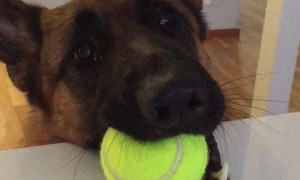 Dog Hilariously Lets His Best Friend Know That It's Playtime