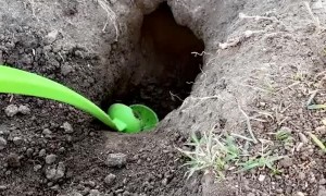 Giving a Gopher a Helping Hand Digging