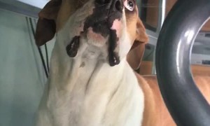 Reflection Makes Dog Question Reality