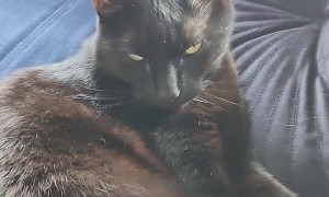 Cat Chirps at Owner's Sneezes