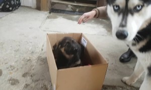 Husky Adorably Welcomes New German Shepherd Puppy