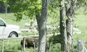 Big Bears Face Off in Field