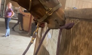 Houdini Horse Unties His Own Rope